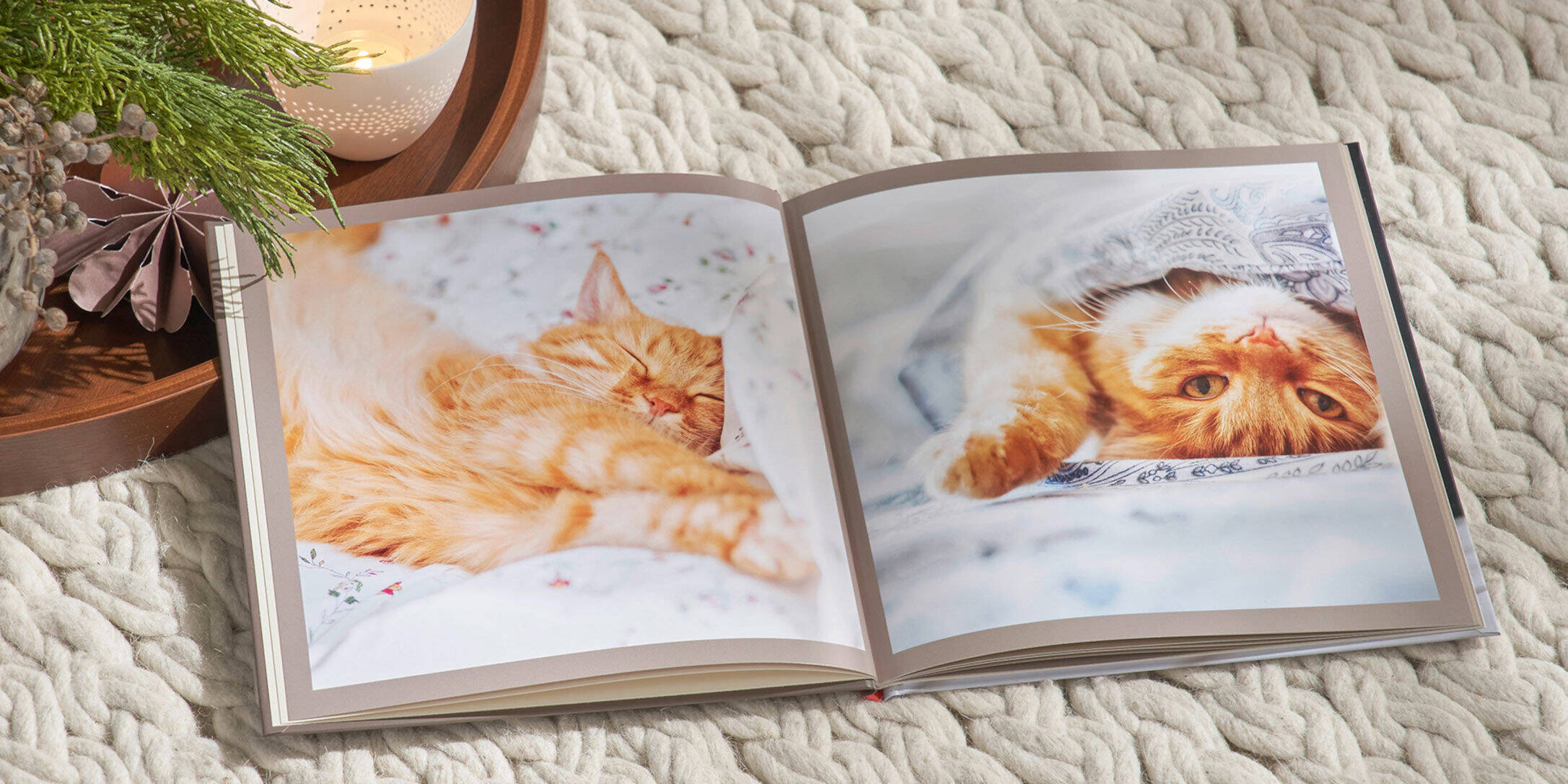 le foto di un gatto in un fotolibro sugli animali